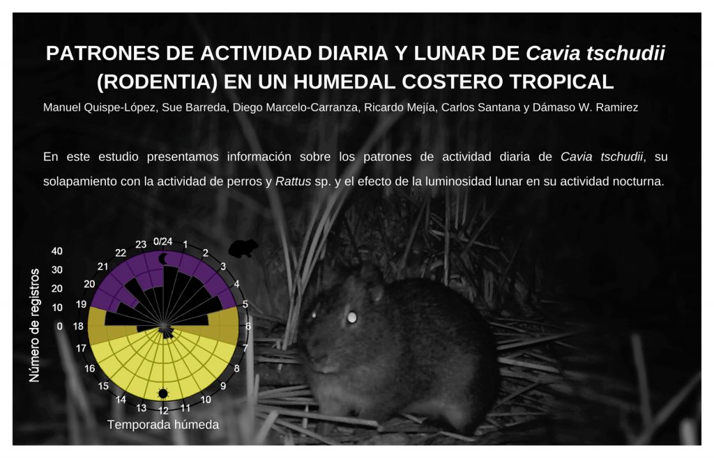 La revista Mastozoología Neotropical publica el estudio de Tema sobre el cuy silvestre La revista Mastozoología Neotropical publica el estudio de Tema sobre el cuy silvestre
